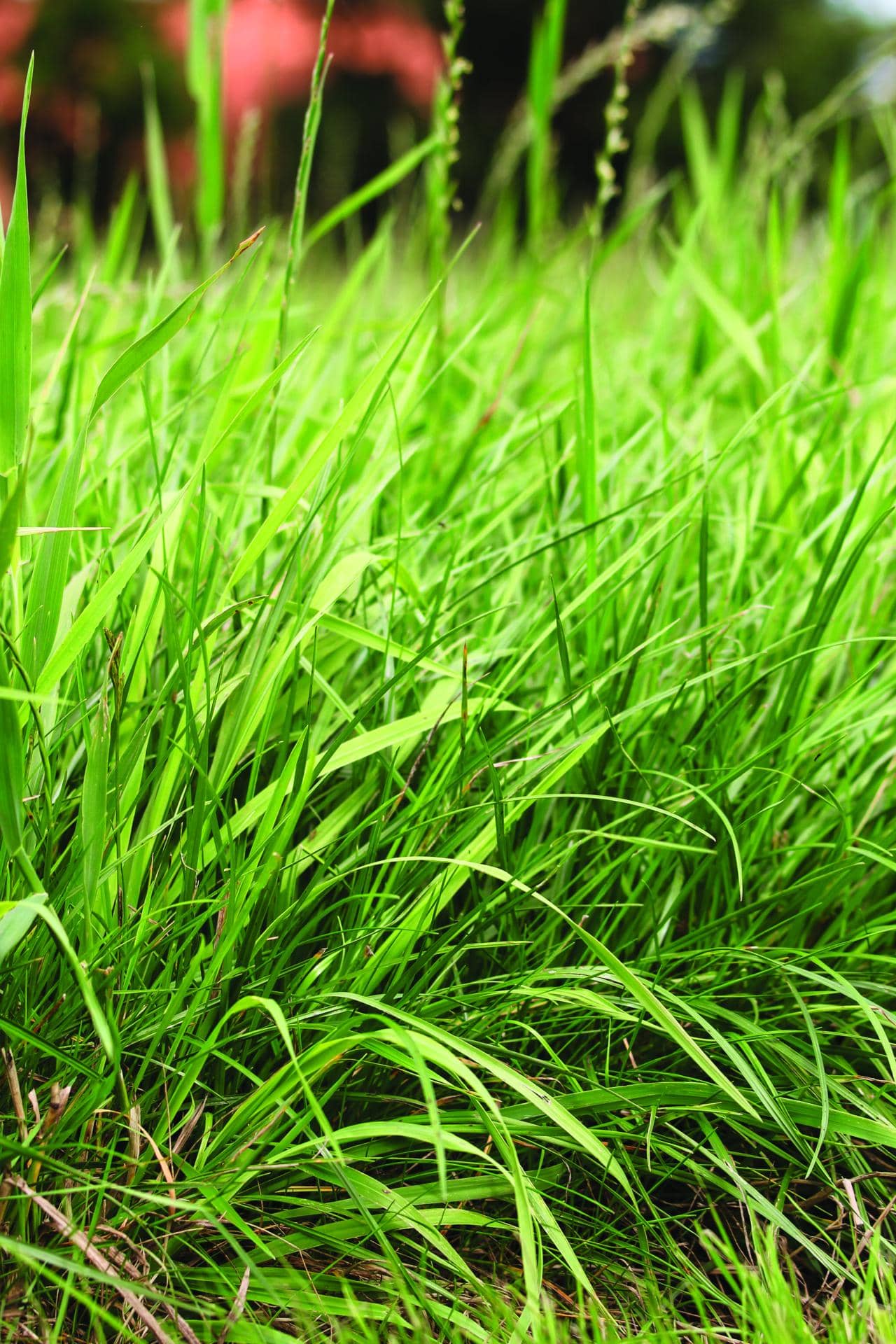 Die Gefahr lauert im Gras Elite Magazin