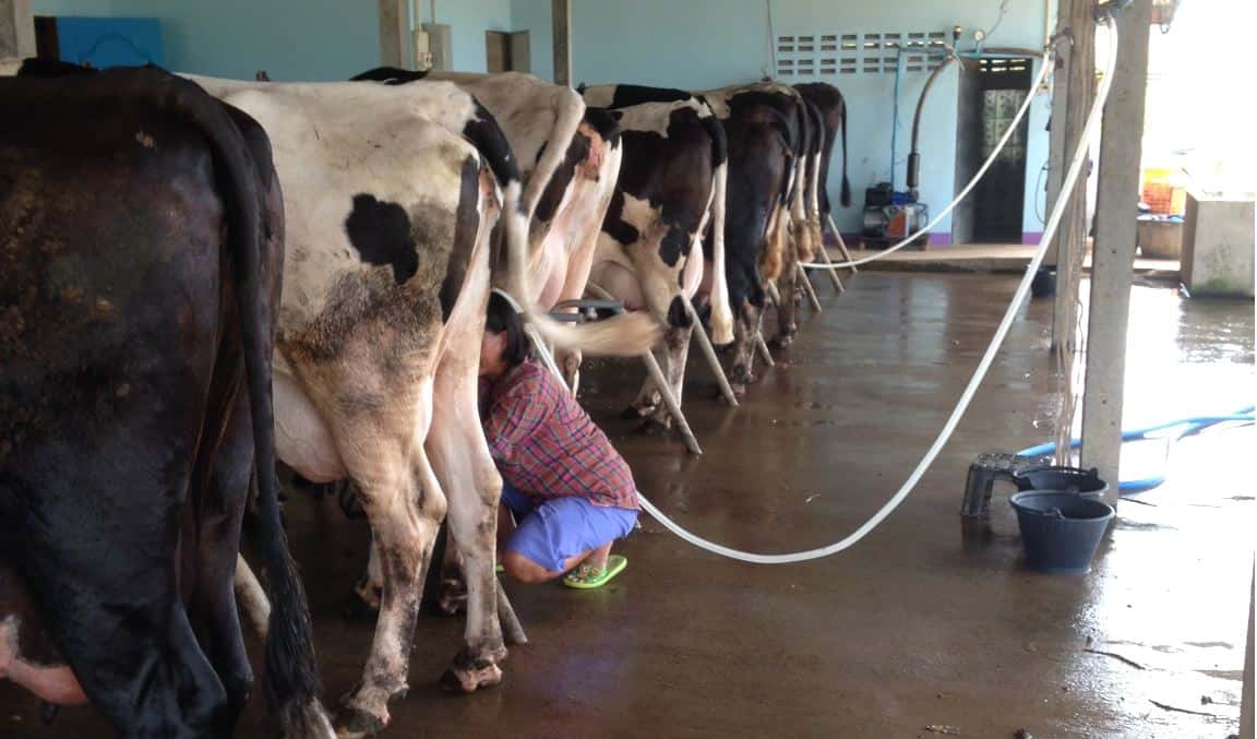 Arbeiter beim Kühe melken in Asien.