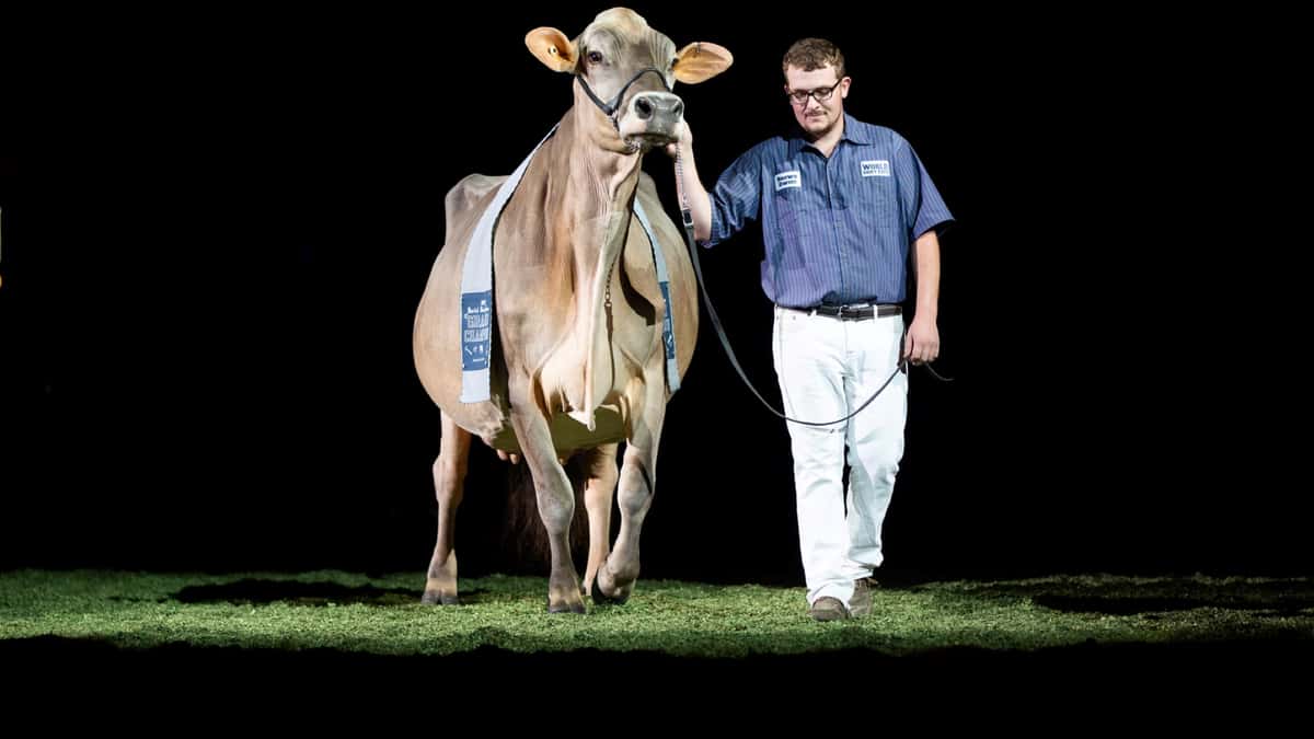 Supreme champion 2025 2019
