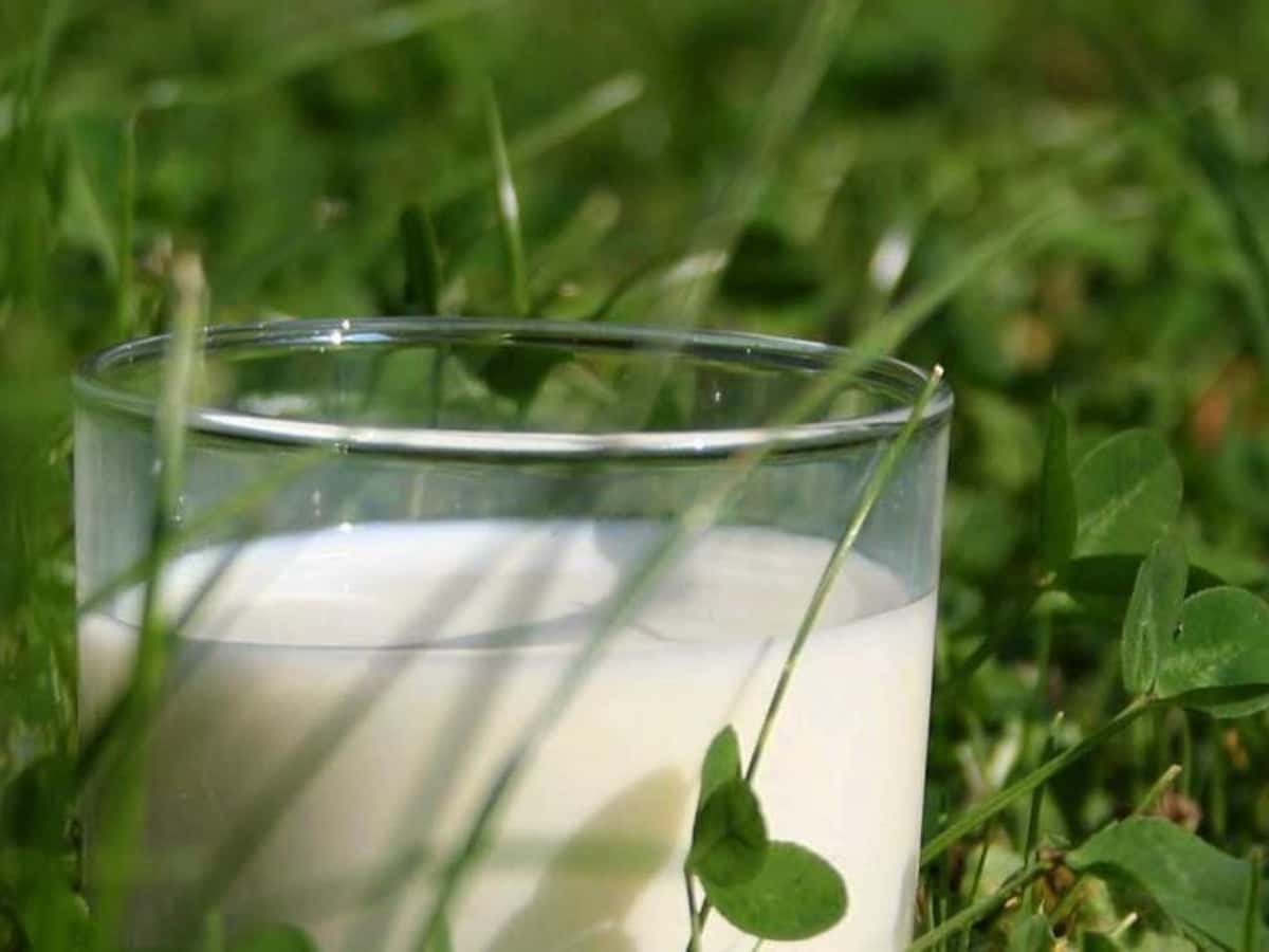 GVO-freie Milch