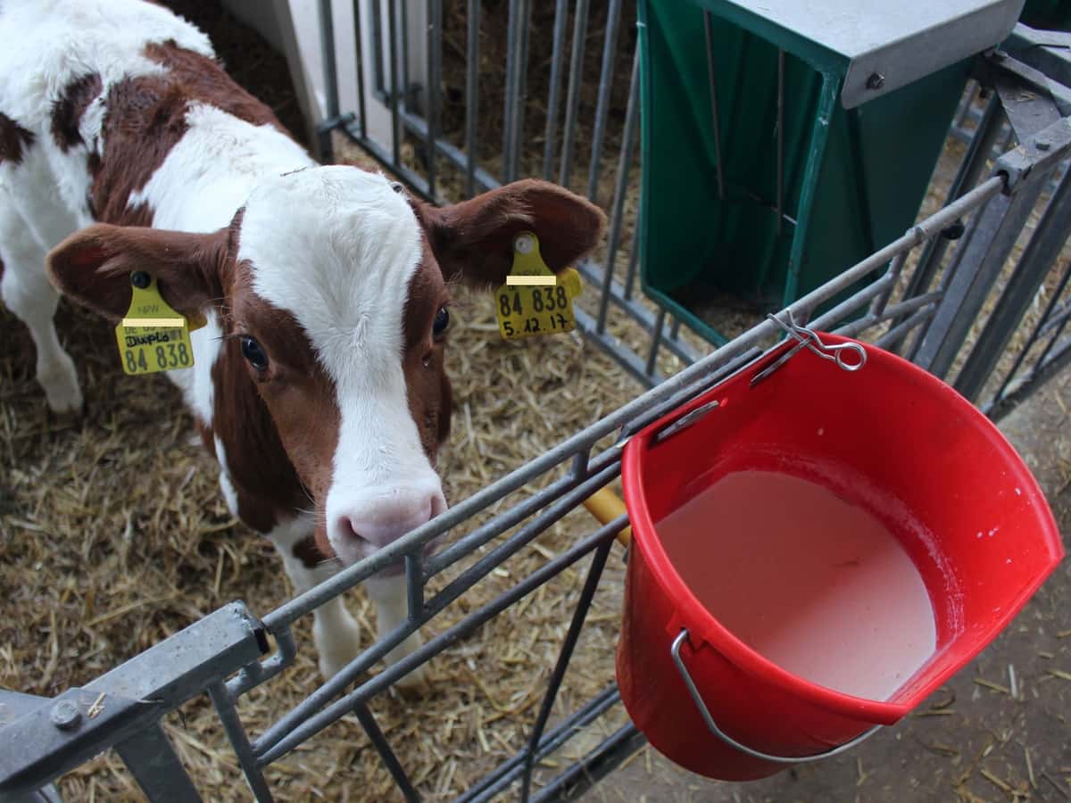 ein rotbuntes Kalb steht vor einem mit Milch gefülltem Nuckeleimer.