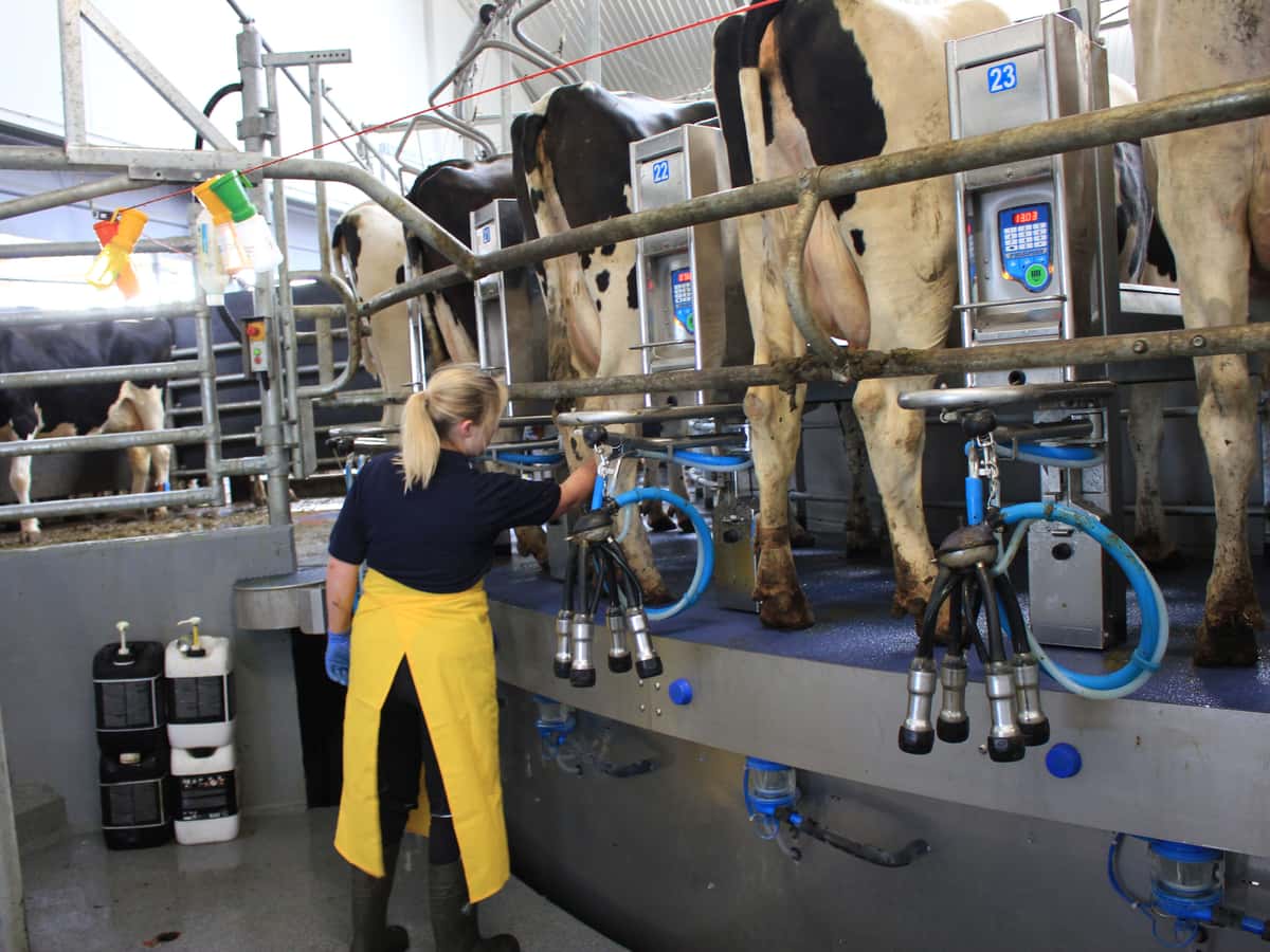 Eine Frau setzt in einem Außenmelkerkarussell ein Melkzeug an das Euter einer schwarzbunten Kuh.