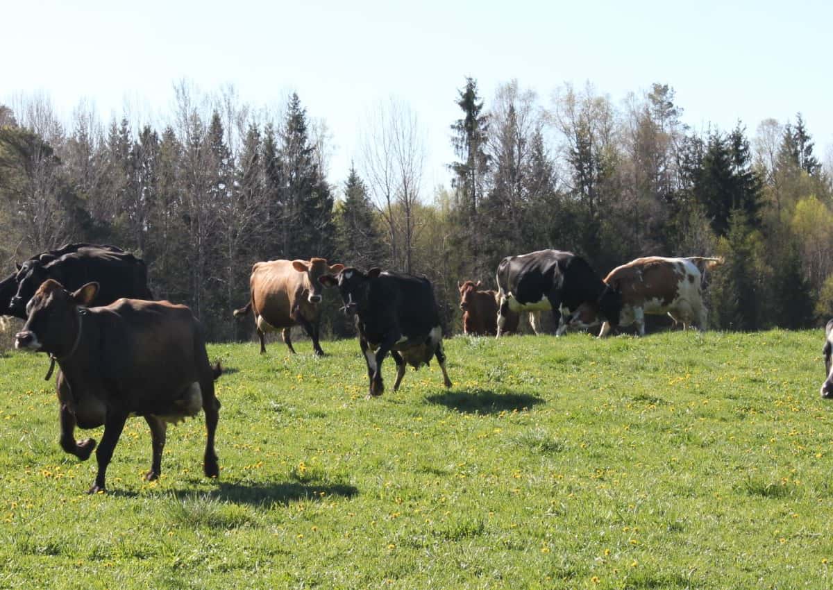 Braune, graue und schwarzbunte Kühe gallopieren über eine Weide im Frühjahr. Die Bäume im Hintergrund sind noch ohne Laub.