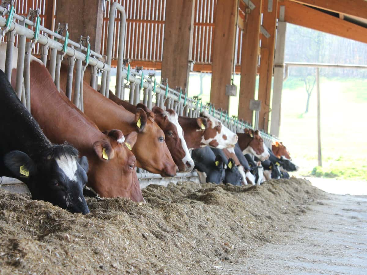 Holsteinkühe fressen TMR an einem Außenfuttertisch.