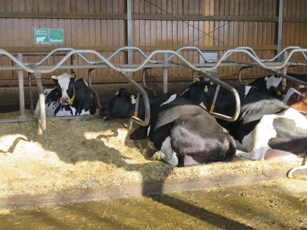 Schwarz-weiß gescheckte Holsteinkühe liegen in ihren mit Stroh eingestreuten Liegeboxen im Stall. Im Hintergrund hängt ein grünes Biolandschild an der Wand.