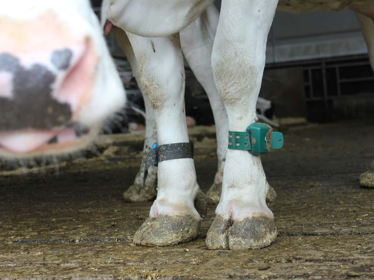Kuh mit Fußband