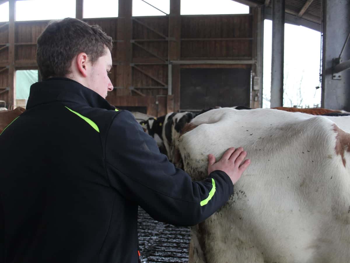 Bei der BCS-Methode wird jede Kuh durch Ansicht und Ertasten der Körperfettauflagen an bestimmten Körperbereichen beurteilt. Dazu gehört eine entsprechende Dokumentation. 