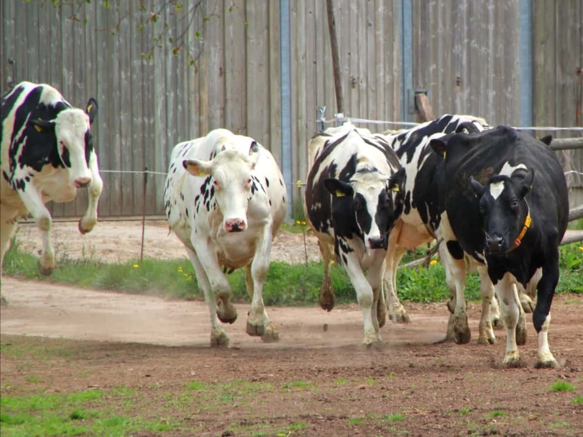 Mit Milchkühen erfolgreich Weidehaltung zu betreiben, bedeutet weit mehr als „Tür auf und Kühe raus“.