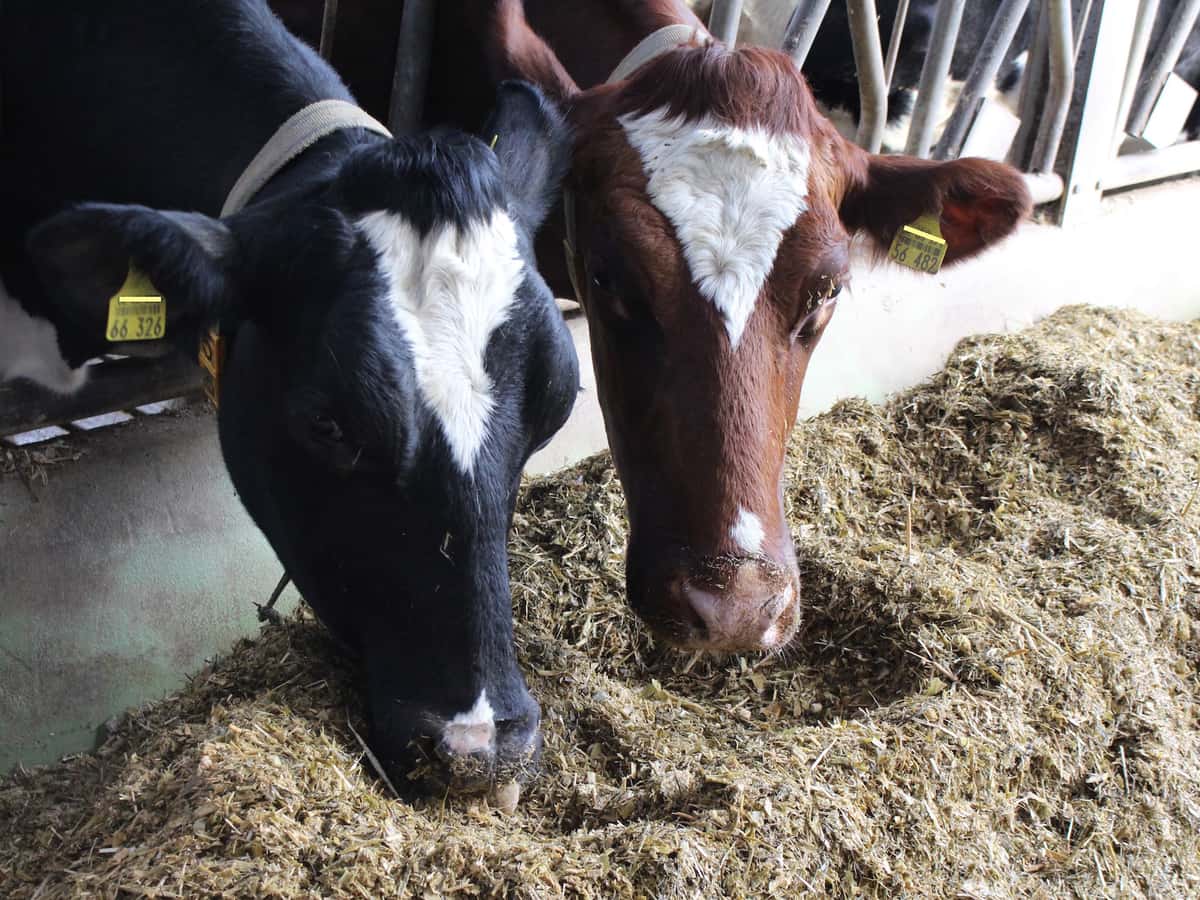Schwarzbunte und rotbunte Holsteins 