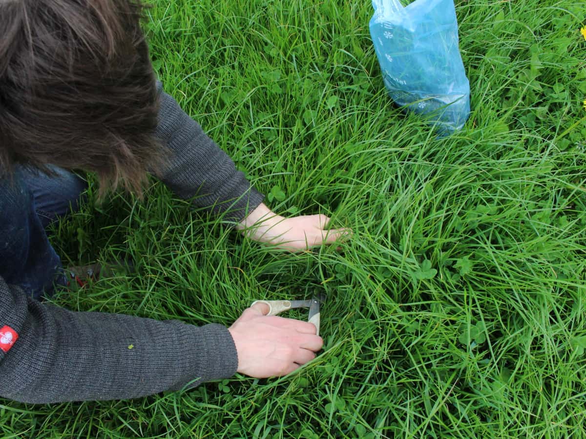 Ein Mann schneidet eine Frischgrasprobe ab, um die Schnittreife in einem Dauergrünlandbestand zu kontrollieren.