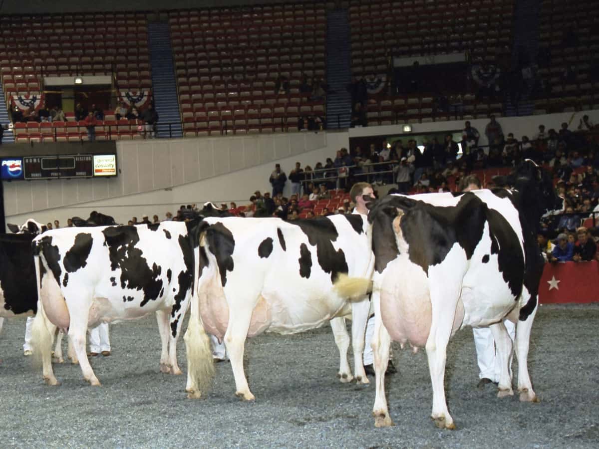 Holstein International