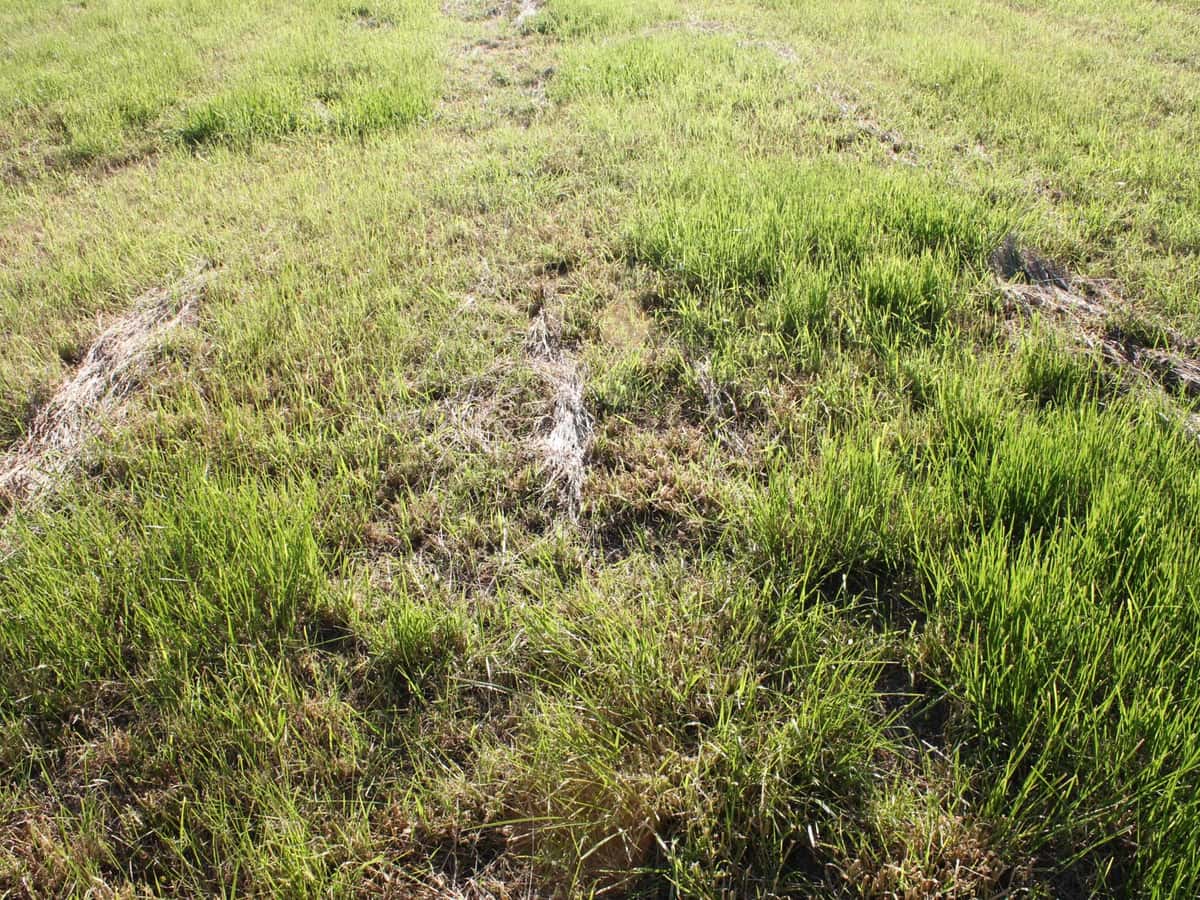 Erntereste im Grünland führen zu Schäden in der Grasnarbe und Futterverunreinigung