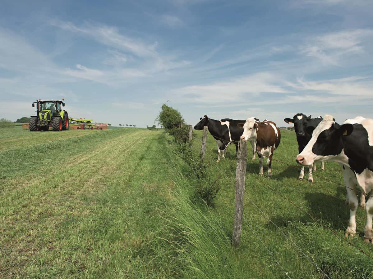 Ein Claas-Trecker schwadet mit einem Mittelschwader Gras. Daneben auf eine eingezäunten Wiese stehen schwarzbunte Kühe und schauen zu.