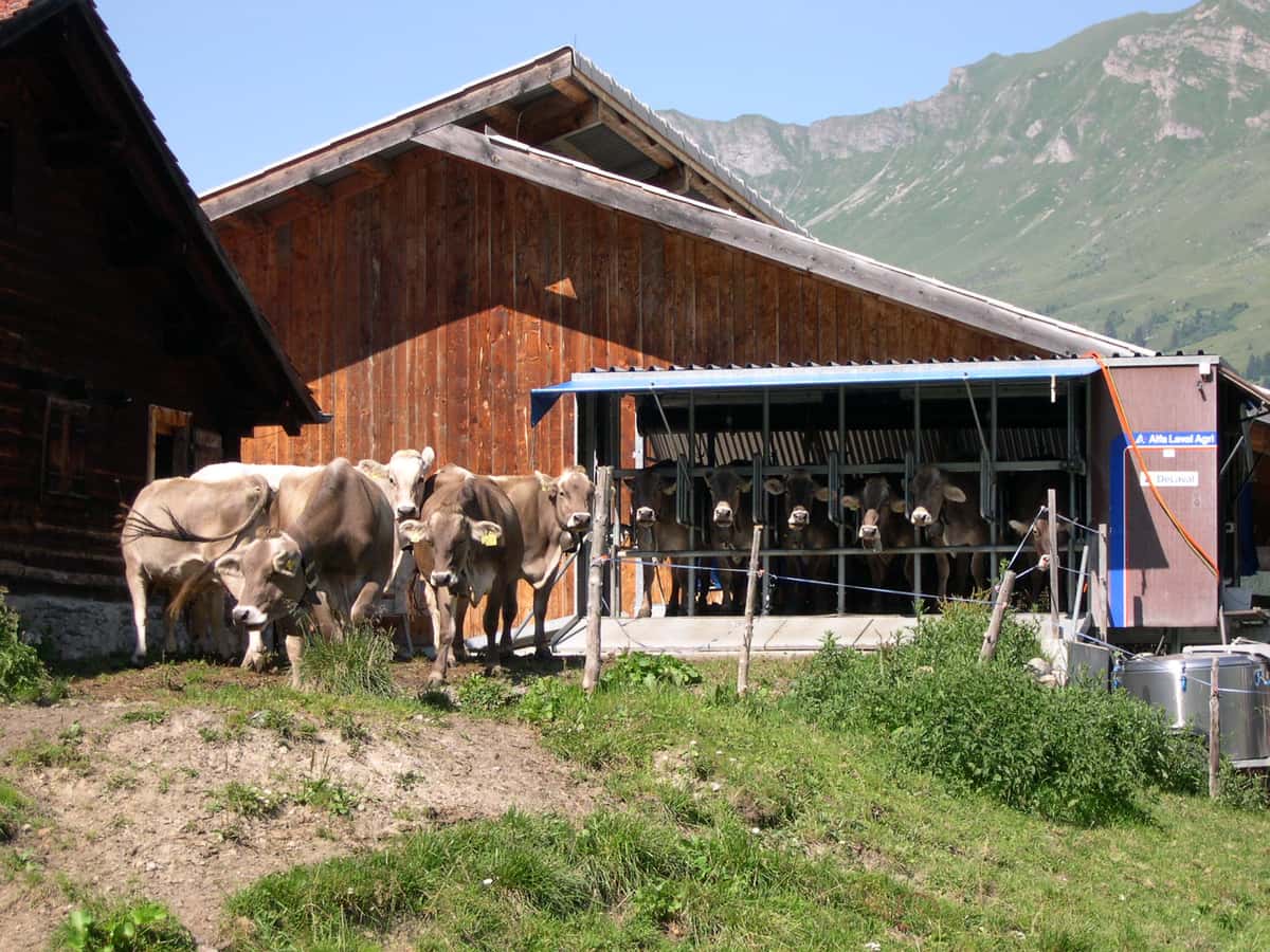 Braunviehkühe Schweiz