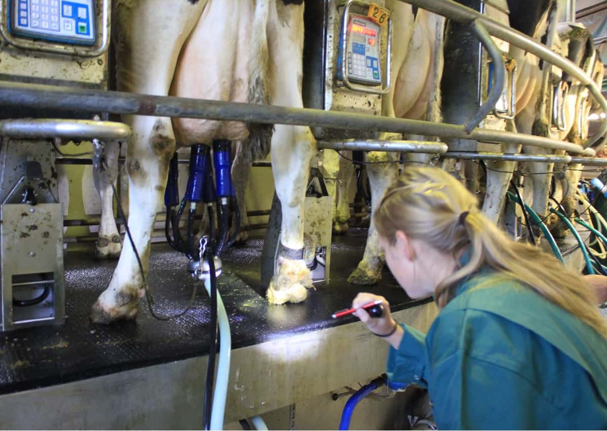 Eine Frau kontrolliert den Mortellarobefund bei Milchkühen in einem Außenmelkerkarussell.