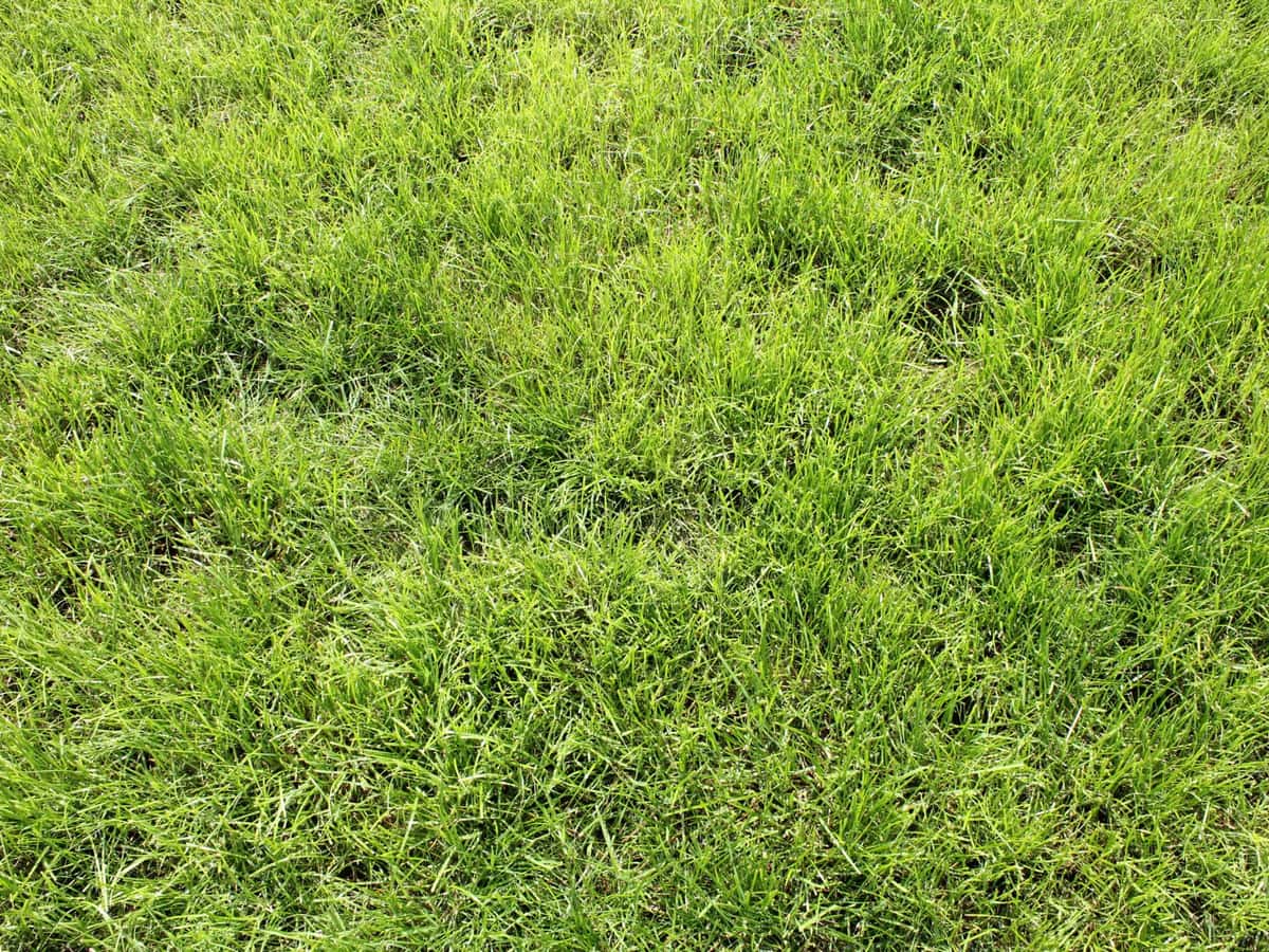 Dichte Grasnarbe Dauergrünland kurz nach Schnittnutzung