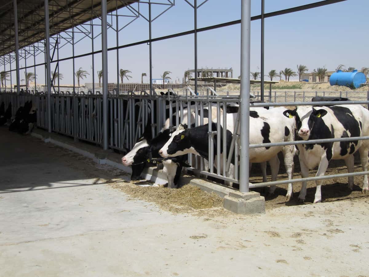 Deutsche Holsteins in Ägypten