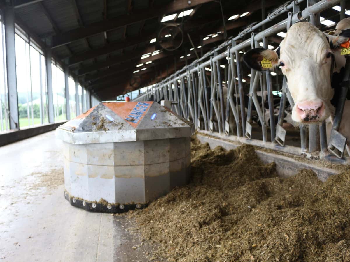 In Futterrationen für Milchkühe wird ein Einsatz von GPS mit 4 kg bis 6 kg TM empfohlen