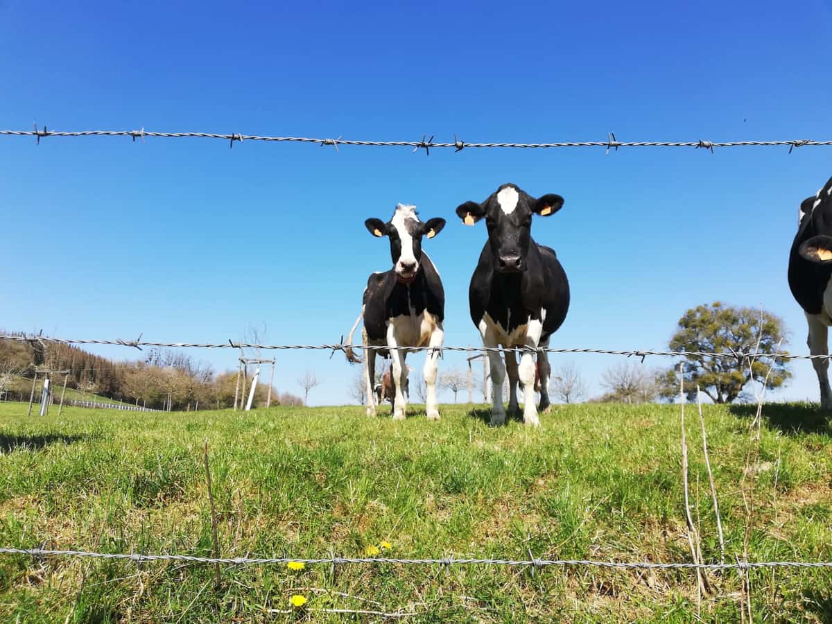 Zwei schwarzwei&#x26;#223; gescheckte Rinder stehen auf einer Wiese hinter einem Zaun. Der Himmel ist strahlend blau.