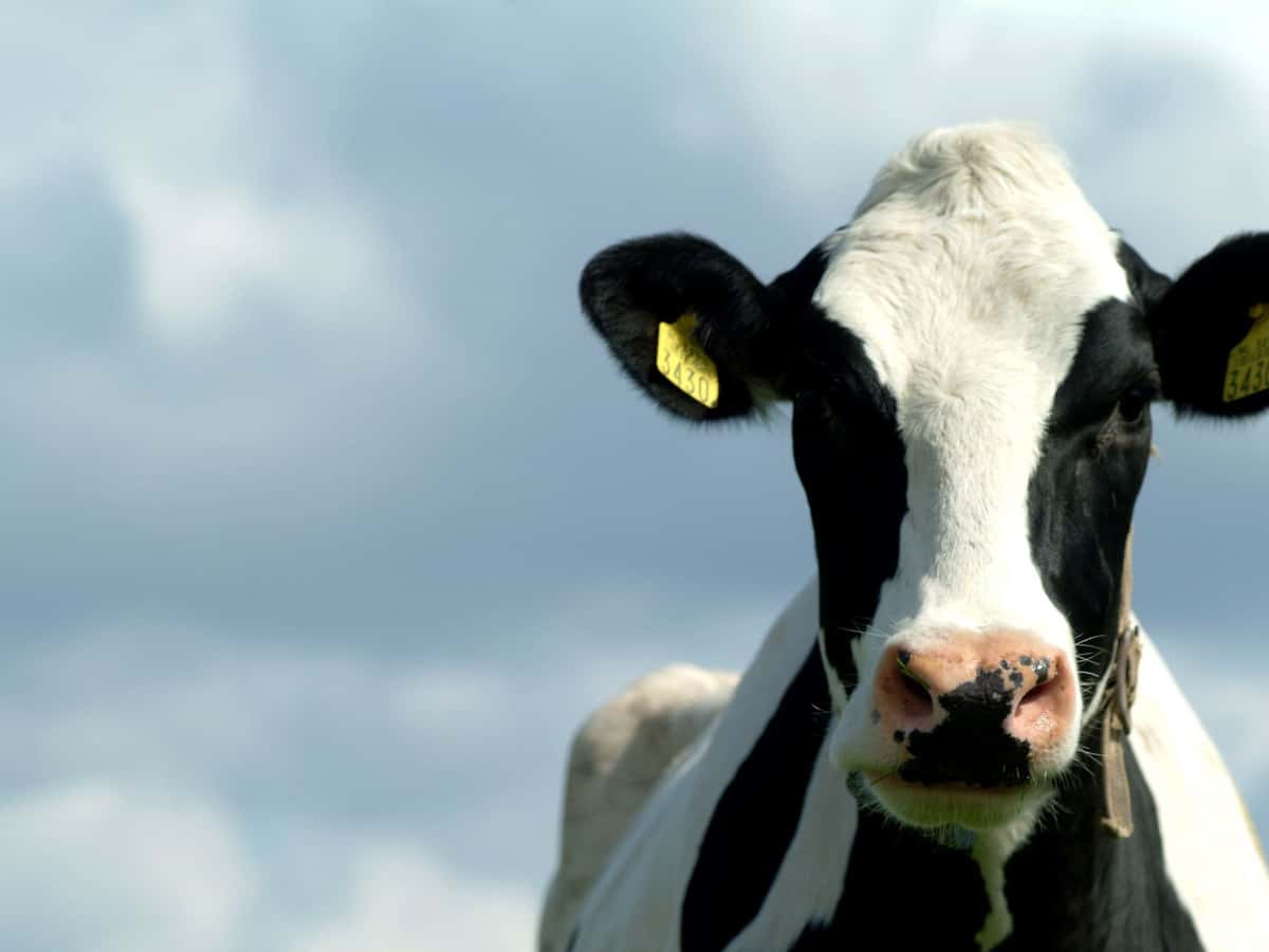 Holstein-Kühe