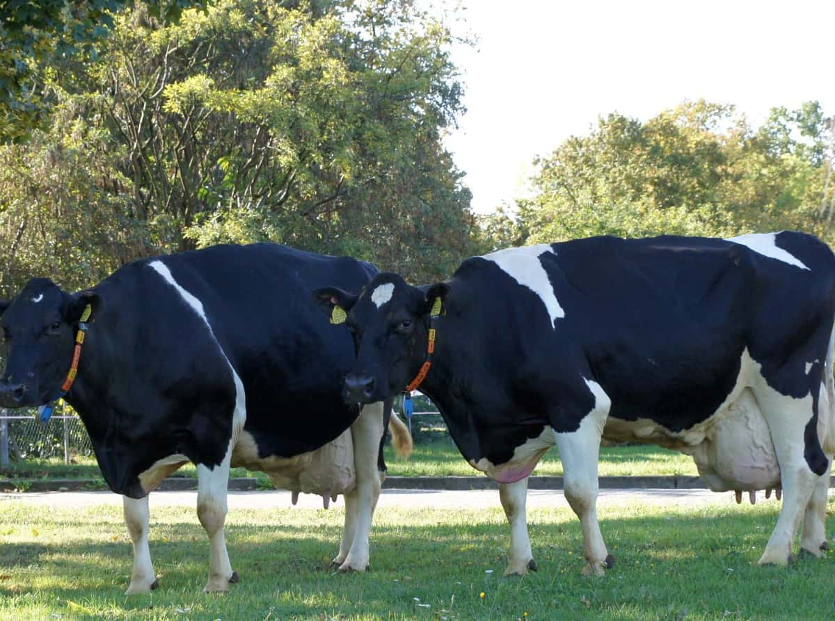 Die beiden schwarzbunten Holsteink&#x26;#x26;#252;he Almros und Albe auf der Wiese.