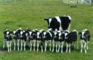 cloned calfs.jpg