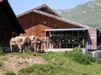 Schweiz: Nur 15 Cent für die "Übermilch"