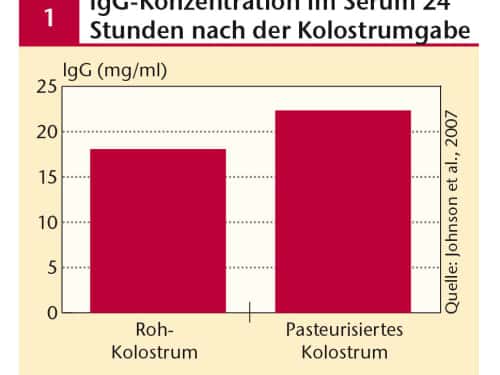 Pasteurisiertes Kolostrum wurde besser absorbiert als Roh-Kolostrum.