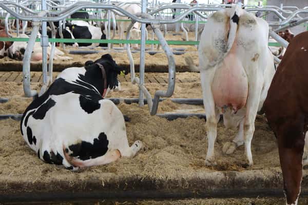 Ein Kuhstall für die Zukunft | Elite Magazin