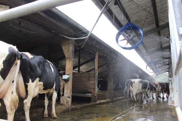 technische losungen gegen hitze im stall elite magazin