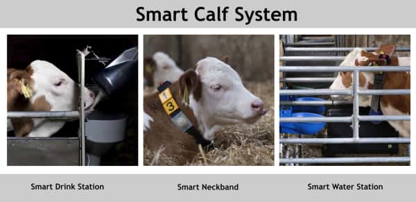 Smart Calf System