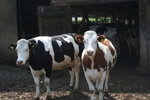 Holstein x Fleckvieh