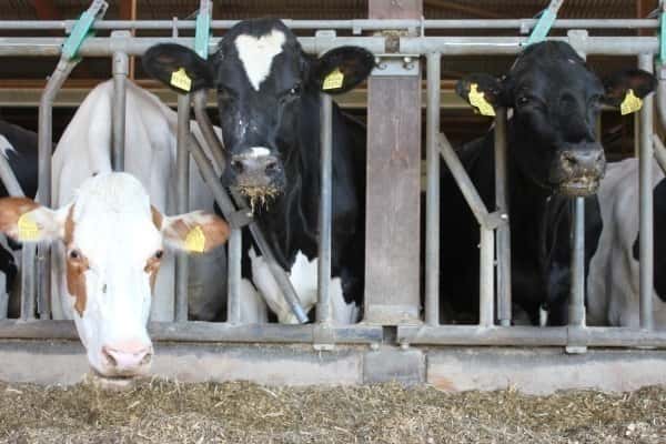 Zukunft für Milchsektor bleibt ungewiss