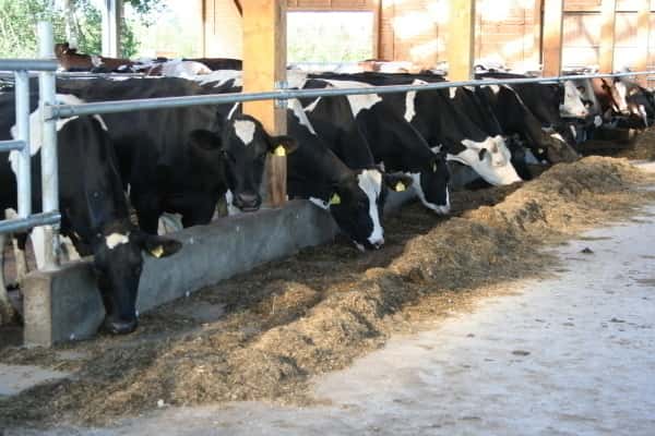 Glatte Futtertischflächen sind nicht nur hygienischer, die Kuh frisst lieber von diesen und das Futter lässt sich leichter ranschieben.