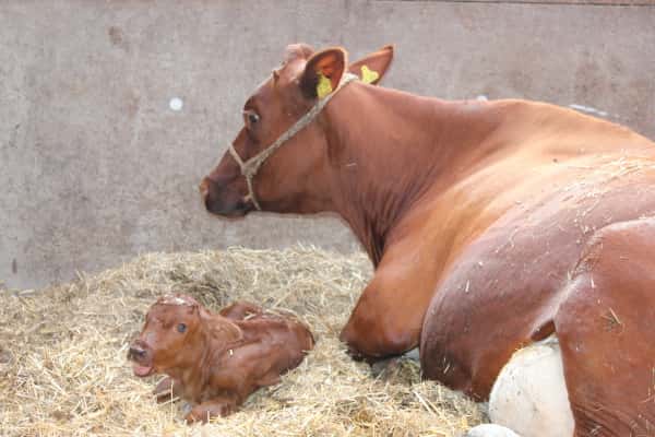 Kuh und Kalb nach der Geburt