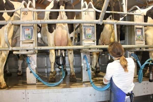 Keine weiteren staatlichen Maßnahmen zur Mengenregulierung in der Milcherzeugung.