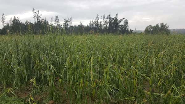 Unwetterschäden im Mais