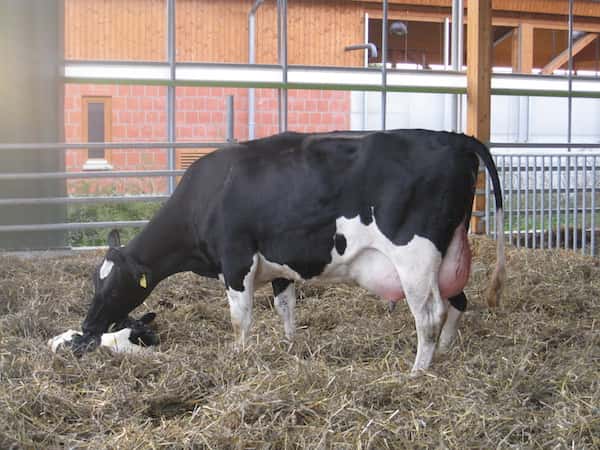 Kuh und Kalb direkt nach der Geburt