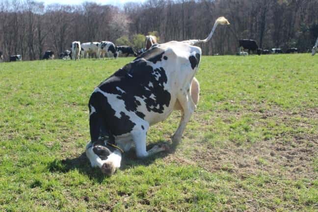 Eine schwarzwei&#x26;#223; gescheckte Kuh reibt sich den Kopf an der Grasnarbe einer Weide im Fr&#x26;#252;hling.